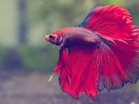 What is the prettiest betta&nbsp;fish?
