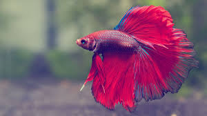 What is the prettiest betta&nbsp;fish?